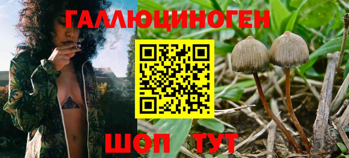 Псилоцибиновые грибы MAGIC MUSHROOMS  Вход с VPN  Волхов  Галлюциногенные грибы прущие грибы 